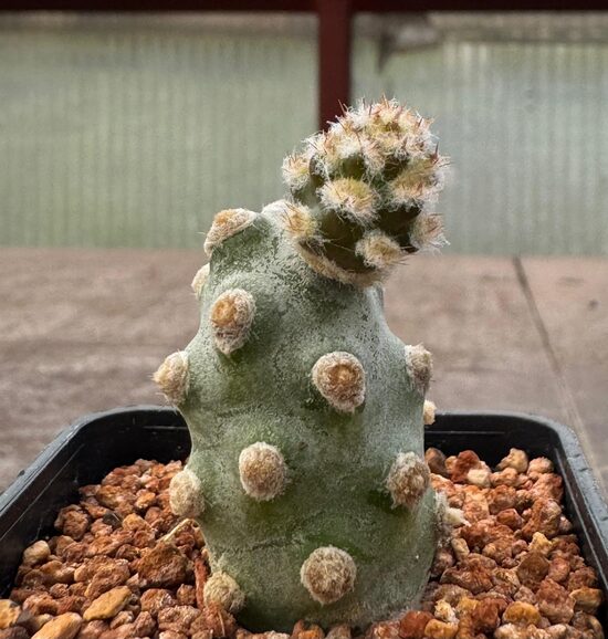 TEPHROCACTUS MOLINENSIS KAKTUSS
